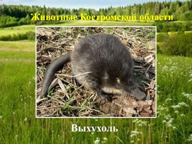 Выхухоль Животные Костромской области