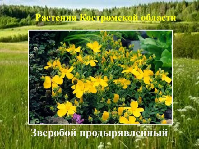 Растения Костромской области Зверобой продырявленный