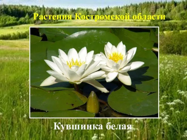 Растения Костромской области Кувшинка белая