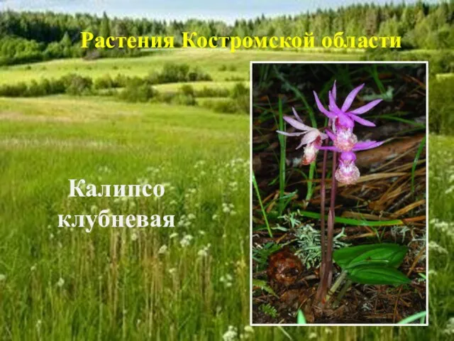 Калипсо клубневая Растения Костромской области