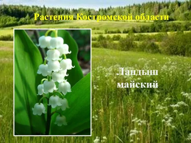 Ландыш майский Растения Костромской области