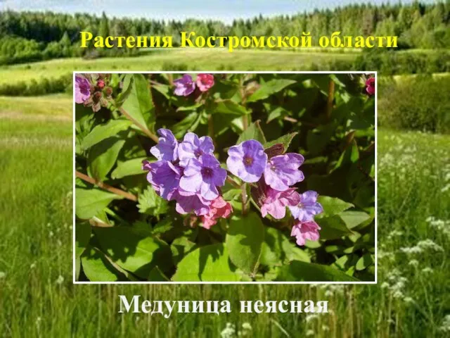 Медуница неясная Растения Костромской области