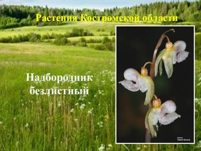 Надбородник безлистный Растения Костромской области