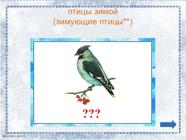птицы зимой (зимующие птицы**) ???