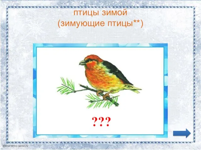 птицы зимой (зимующие птицы**) ???