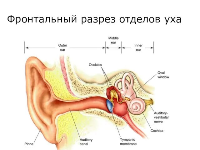Фронтальный разрез отделов уха