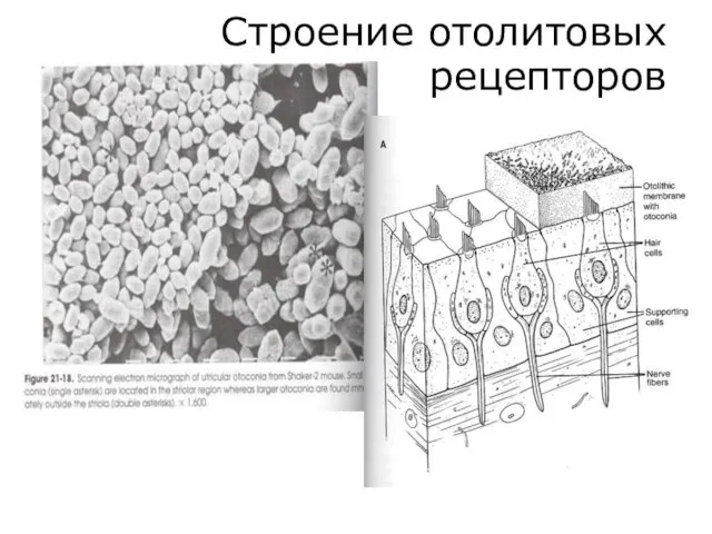 Строение отолитовых рецепторов