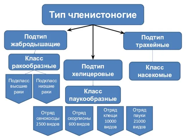 Тип членистоногие Подтип жабродышащие Класс ракообразные Подтип хелицеровые Класс паукообразные Класс насекомые