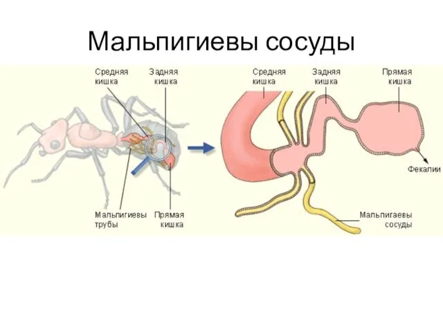 Мальпигиевы сосуды