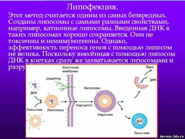 Липофекция. Этот метод считается одним из самых безвредных. Созданы липосомы с самыми