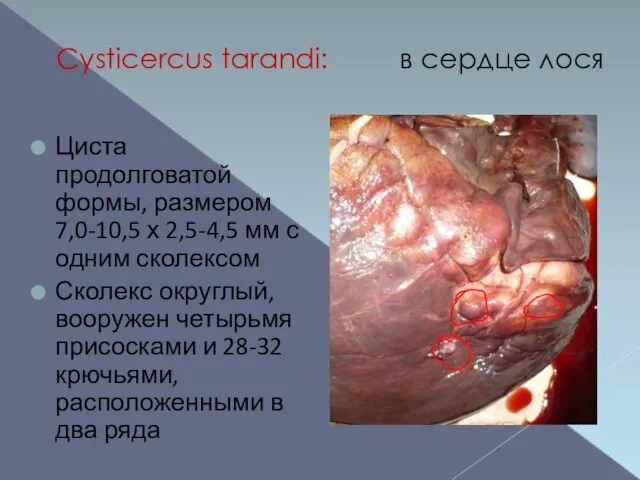 Cysticercus tarandi: в сердце лося Циста продолговатой формы, размером 7,0-10,5 х 2,5-4,5