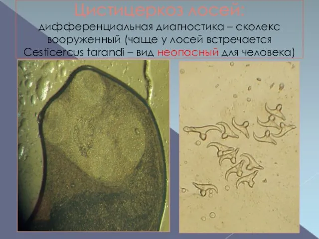 Цистицеркоз лосей: дифференциальная диагностика – сколекс вооруженный (чаще у лосей встречается Cesticercus