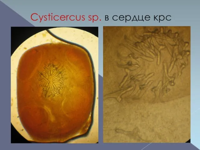 Cysticercus sp. в сердце крс