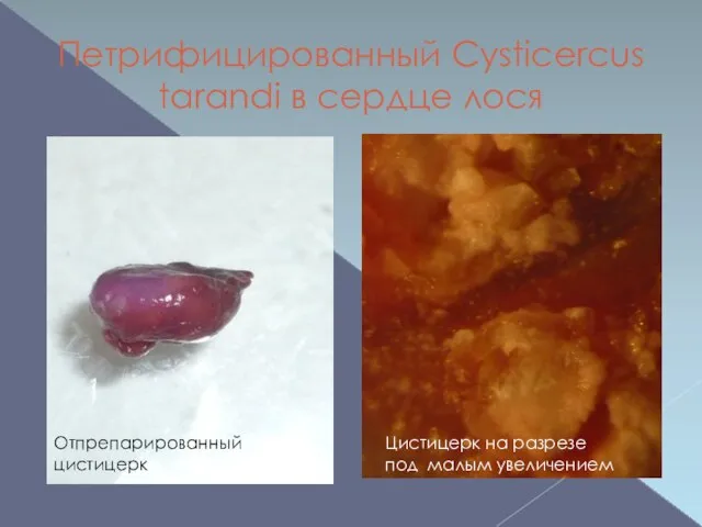 Петрифицированный Cysticercus tarandi в сердце лося Отпрепарированный цистицерк Цистицерк на разрезе под малым увеличением