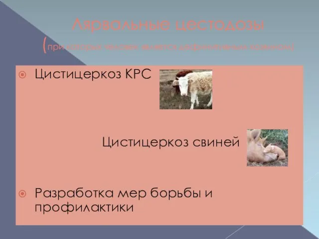 Лярвальные цестодозы (при которых человек является дефинитивным хозяином) Цистицеркоз КРС Цистицеркоз свиней