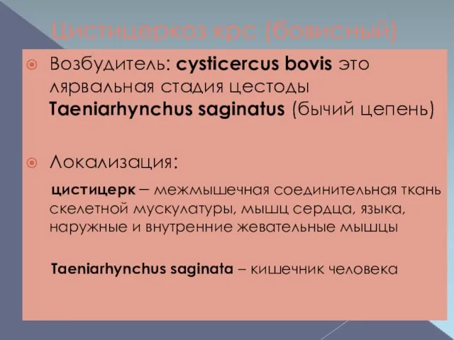 Цистицеркоз крс (бовисный) Возбудитель: cysticercus bovis это лярвальная стадия цестоды Taeniarhynchus saginatus
