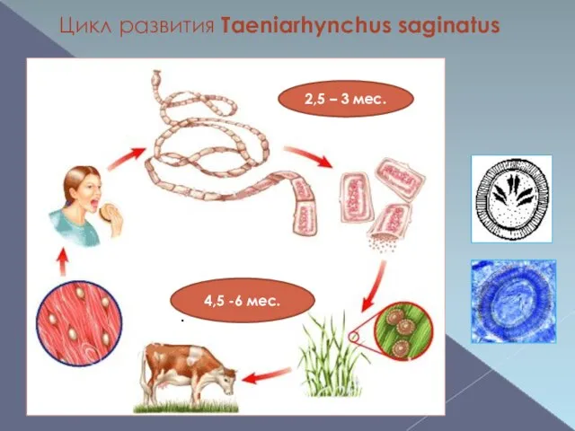 Цикл развития Taeniarhynchus saginatus . 2,5 – 3 мес. 4,5 -6 мес.