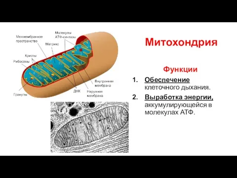 Митохондрия Функции Обеспечение клеточного дыхания. Выработка энергии, аккумулирующейся в молекулах АТФ.