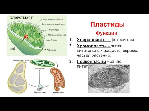 Пластиды Функции Хлоропласты – фотосинтез. Хромопласты – запас питательных веществ, окраска частей