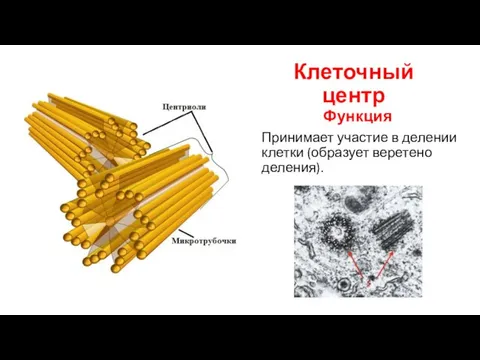 Клеточный центр Функция Принимает участие в делении клетки (образует веретено деления).