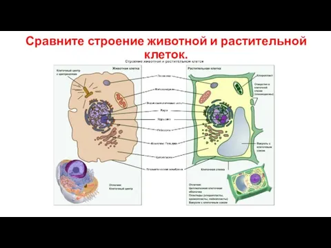 Сравните строение животной и растительной клеток.