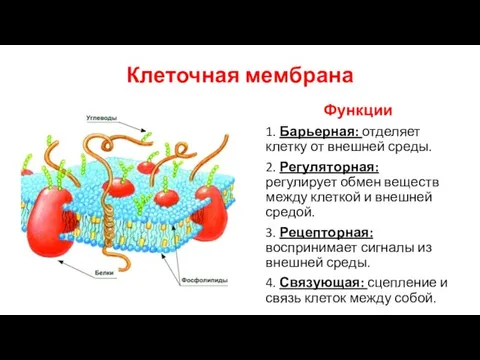 Клеточная мембрана Функции 1. Барьерная: отделяет клетку от внешней среды. 2. Регуляторная: