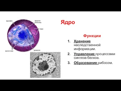 Ядро Функции Хранение наследственной информации. Управление процессами синтеза белков. Образование рибосом.