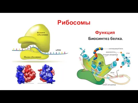 Рибосомы Функция Биосинтез белка.