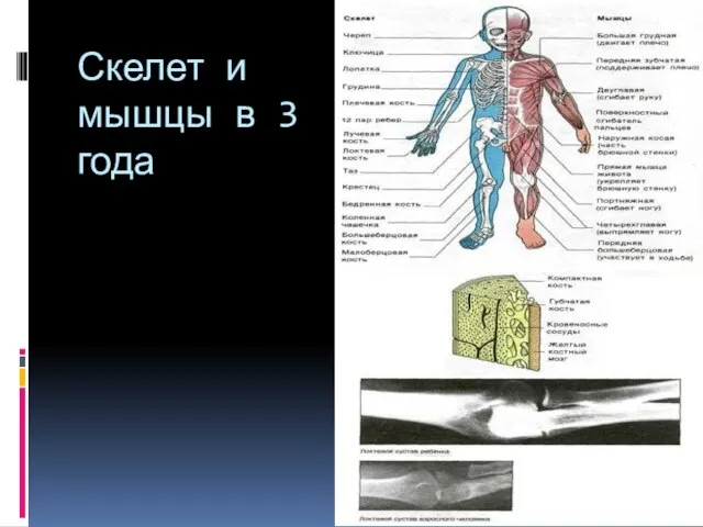 Скелет и мышцы в 3 года