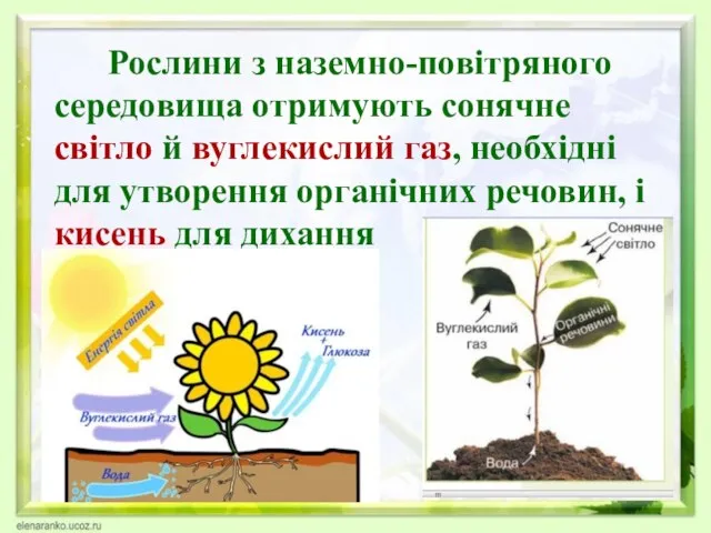 Рослини з наземно-повітряного середовища отримують сонячне світло й вуглекислий газ, необхідні для