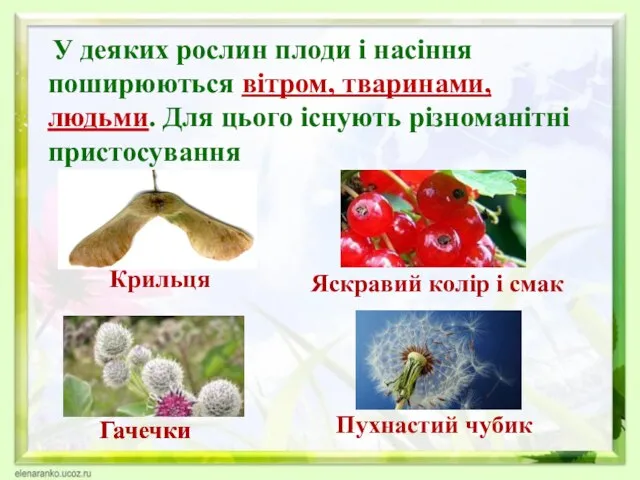 У деяких рослин плоди і насіння поширюються вітром, тваринами, людьми. Для цього