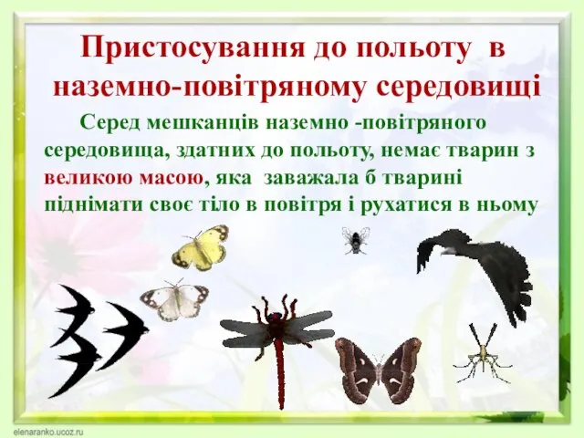 Серед мешканців наземно -повітряного середовища, здатних до польоту, немає тварин з великою