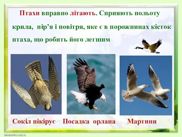 Птахи вправно літають. Сприяють польоту крила, пір’я і повітря, яке є в