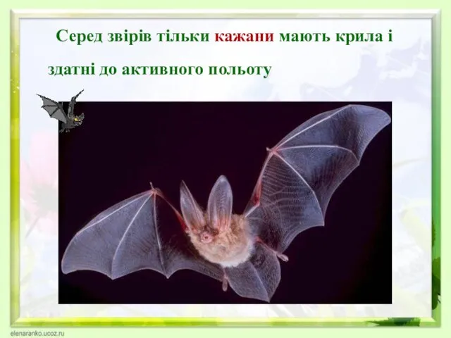 Серед звірів тільки кажани мають крила і здатні до активного польоту