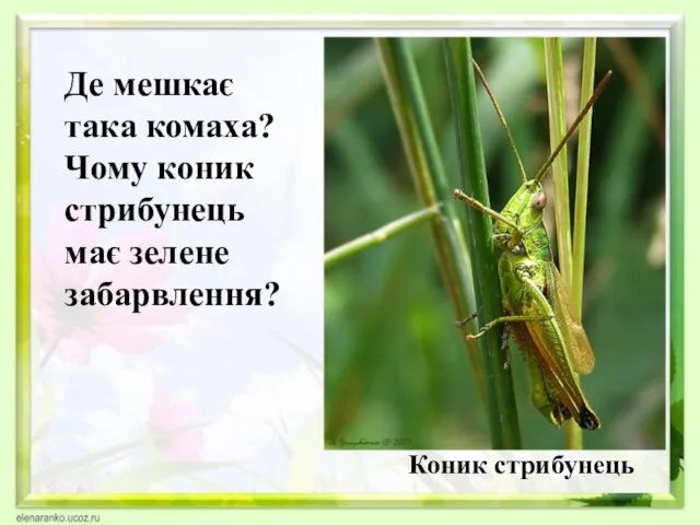 Коник стрибунець Де мешкає така комаха? Чому коник стрибунець має зелене забарвлення?