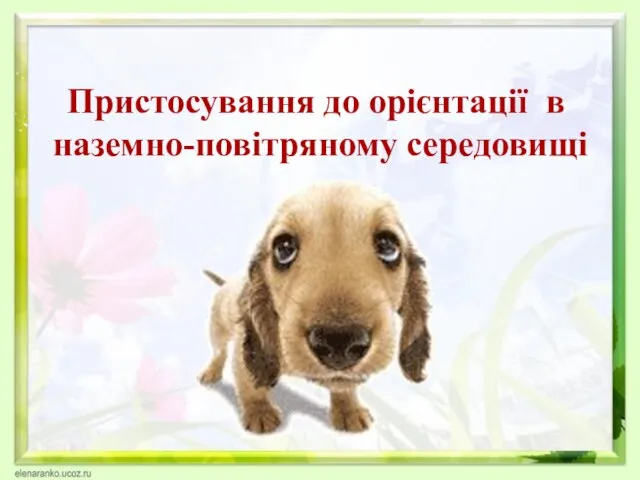 Пристосування до орієнтації в наземно-повітряному середовищі