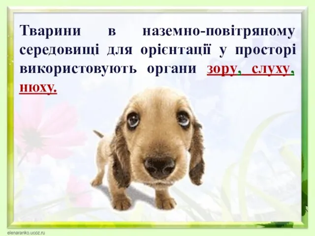 Тварини в наземно-повітряному середовищі для орієнтації у просторі використовують органи зору, слуху, нюху.