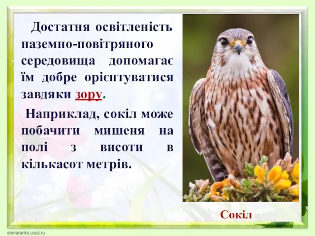 Достатня освітленість наземно-повітряного середовища допомагає їм добре орієнтуватися завдяки зору. Наприклад, сокіл