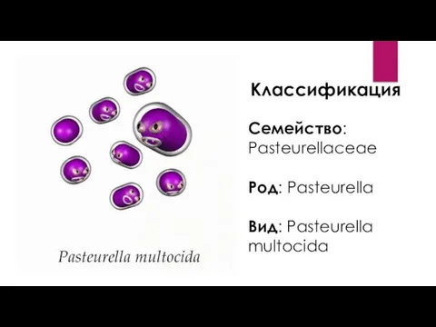 Классификация Семейство: Pasteurellaceae Род: Pasteurella Вид: Pasteurella multocida