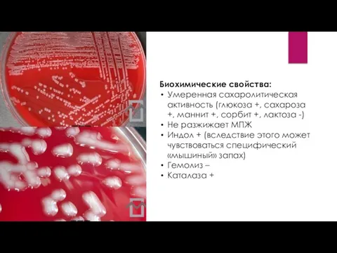 Биохимические свойства: Умеренная сахаролитическая активность (глюкоза +, сахароза +, маннит +, сорбит