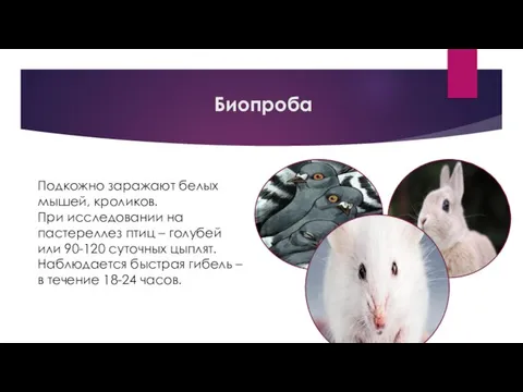 Биопроба Подкожно заражают белых мышей, кроликов. При исследовании на пастереллез птиц –