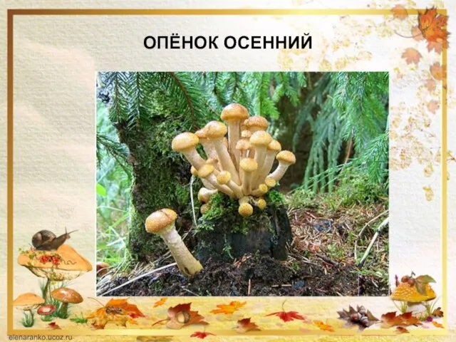 ОПЁНОК ОСЕННИЙ