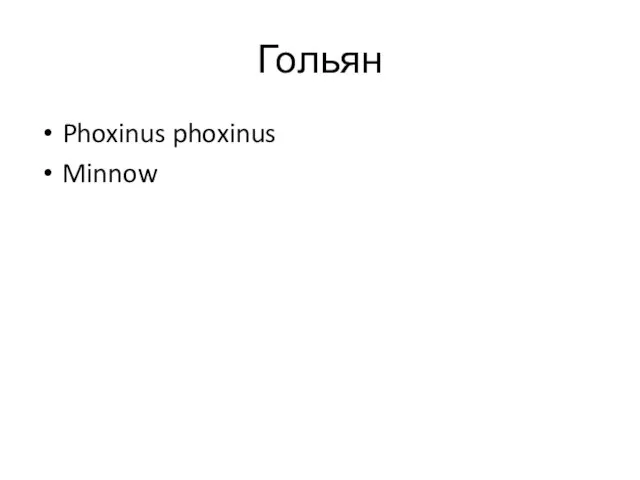 Гольян Phoxinus phoxinus Minnow