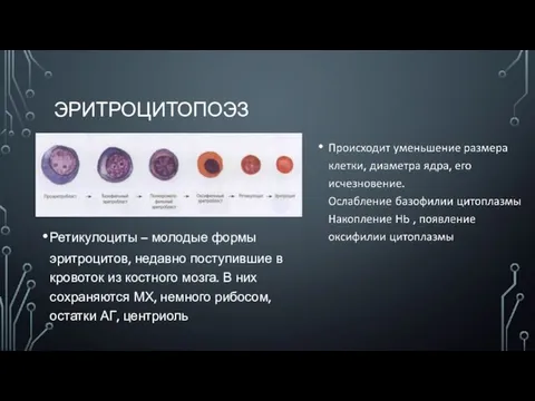 ЭРИТРОЦИТОПОЭЗ Ретикулоциты – молодые формы эритроцитов, недавно поступившие в кровоток из костного