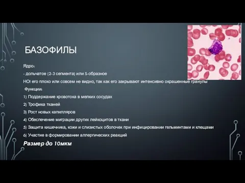 БАЗОФИЛЫ Ядро: - дольчатое (2-3 сегмента) или S-образное НО! его плохо или