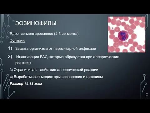 ЭОЗИНОФИЛЫ Ядро сегментированное (2-3 сегмента) Функции: Защита организма от паразитарной инфекции Инактивация