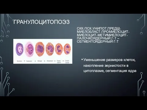 ГРАНУЛОЦИТОПОЭЗ СКК-ПСК-УНИПОТ.ПРЕДШ-МИЕЛОБЛАСТ-ПРОМИЕЛОЦИТ-МИЕЛОЦИТ-МЕТИМИЕЛОЦИТ-ПАЛОЧКОЯДЕРНЫЙ Г-Т – СЕГМЕНТОЯДЕРНЫЙ Г-Т Уменьшение размеров клеток, накопление зернистости в цитоплазме, сегментация ядра