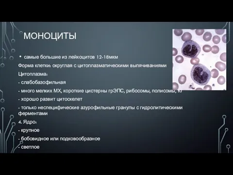 МОНОЦИТЫ самые большие из лейкоцитов 12-18мкм Форма клетки: округлая с цитоплазматическими выпячиваниями