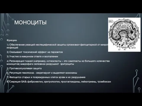 МОНОЦИТЫ Функции: 1) Обеспечение реакций неспецифической защиты организма=фагоцитарной от микробных инфекций 2)