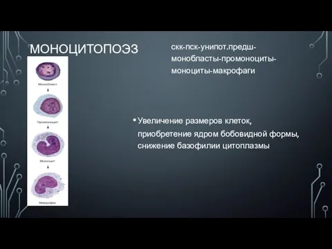 МОНОЦИТОПОЭЗ скк-пск-унипот.предш-монобласты-промоноциты-моноциты-макрофаги Увеличение размеров клеток, приобретение ядром бобовидной формы, снижение базофилии цитоплазмы